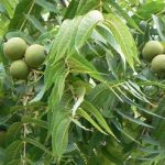 Erectile Dysfunction - Natural Treatment and Remedies